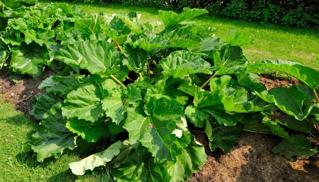 Description de la rhubarbe