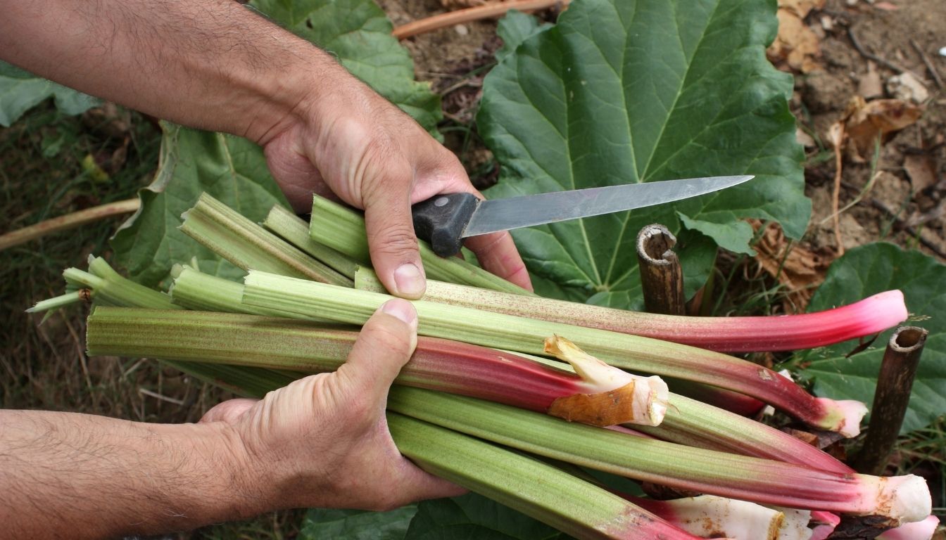Tout savoir sur la Rhubarbe