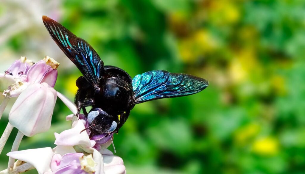 rôle écologique abeille charpentière Qu'est-ce que l'Abeille Charpentière
