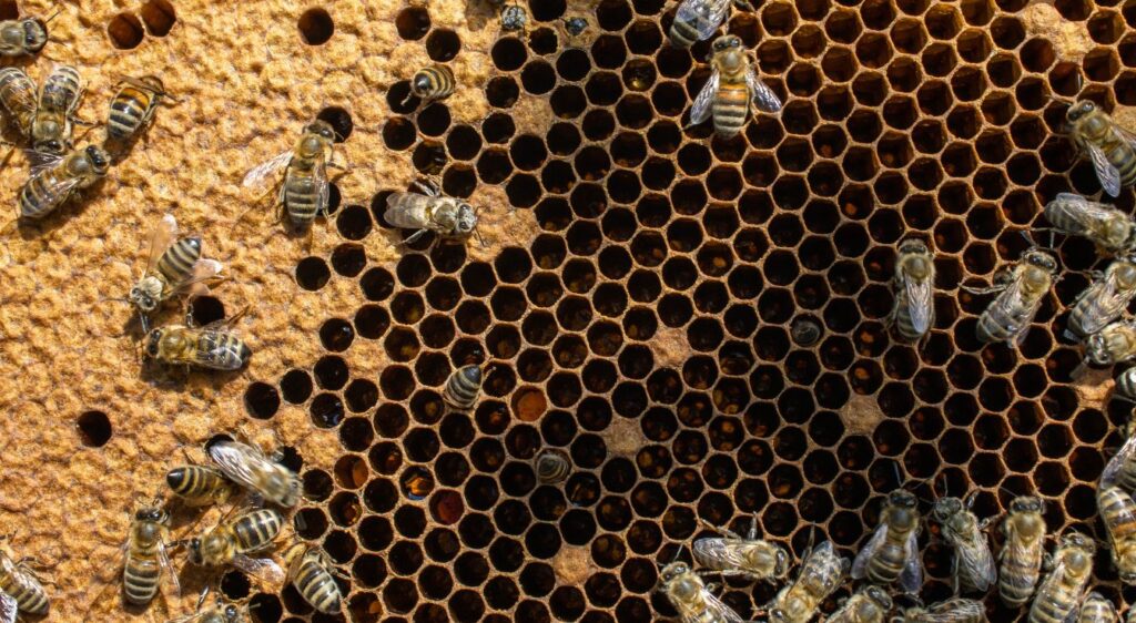 Différence ruche - nid d'abeilles