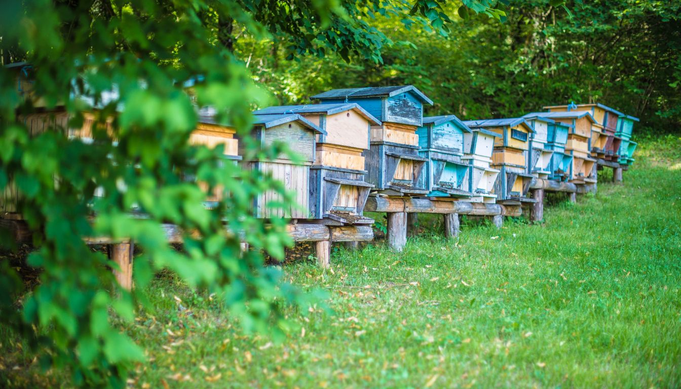 Ruche d'Abeilles