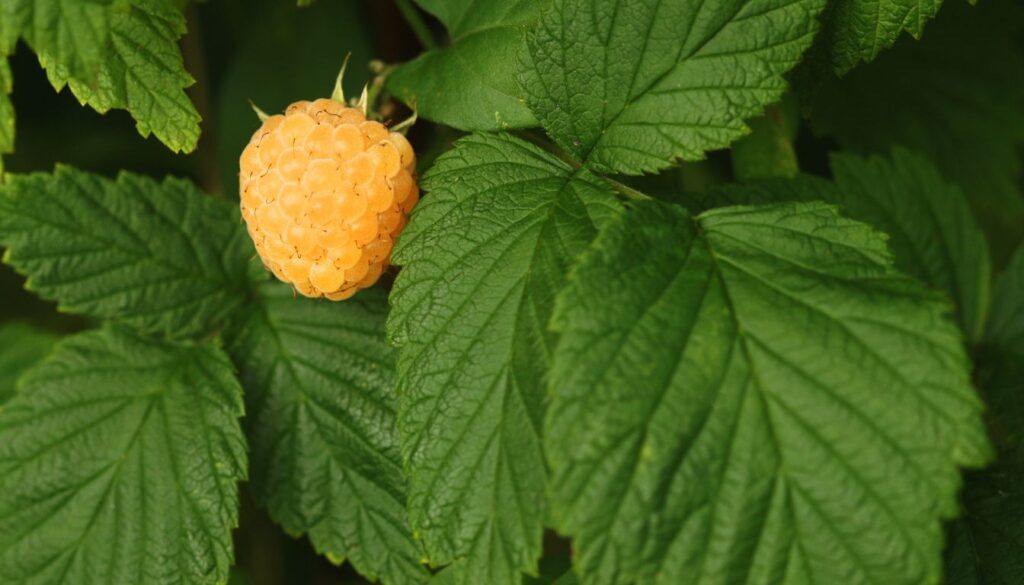 Différences entre framboise jaune et framboise rouge