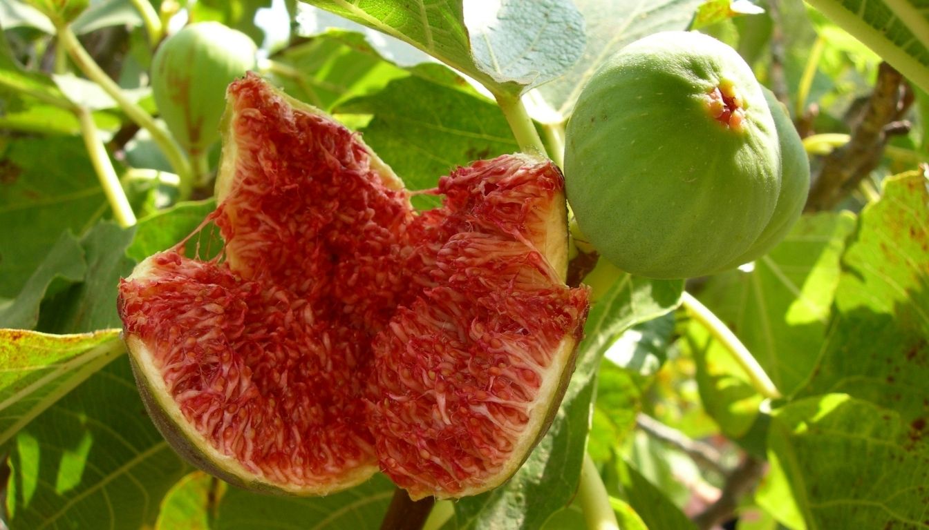 Saison des Figues