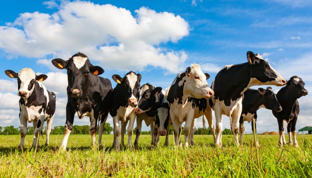 santé bovine vache Holstein : la race qui produit le plus de lait