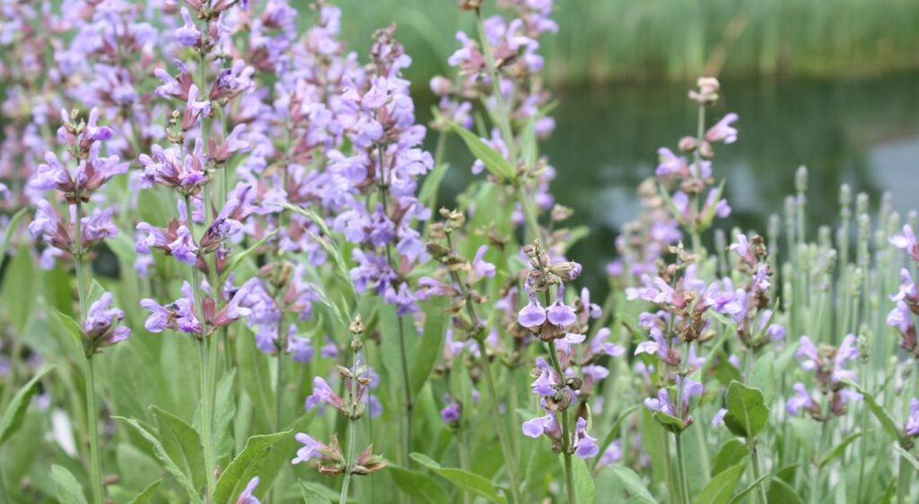 propriétés médicinales de la sauge Floraison de la sauge