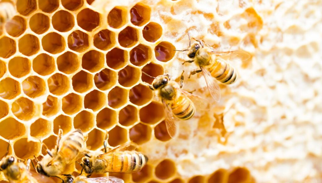 sécurité de la cire d'abeille Sécurité de la Cire D'abeille