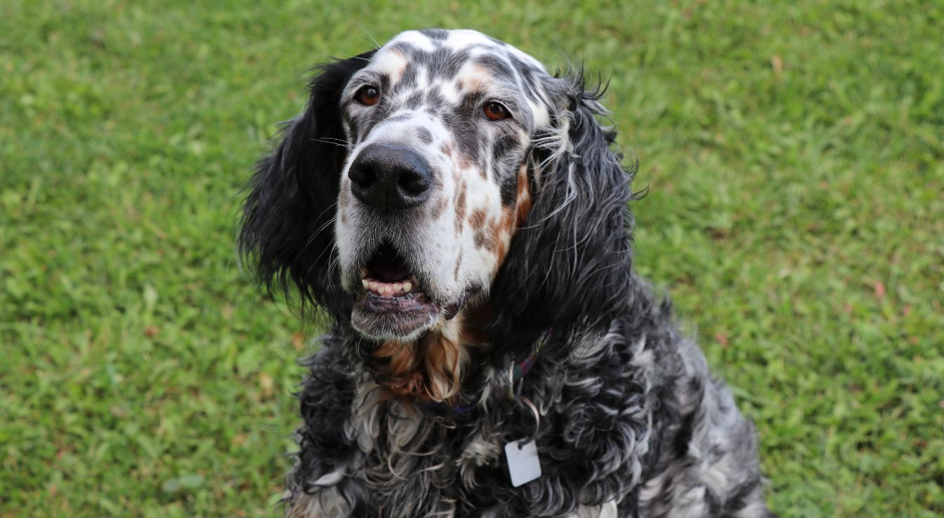 Setter Anglais tricolore