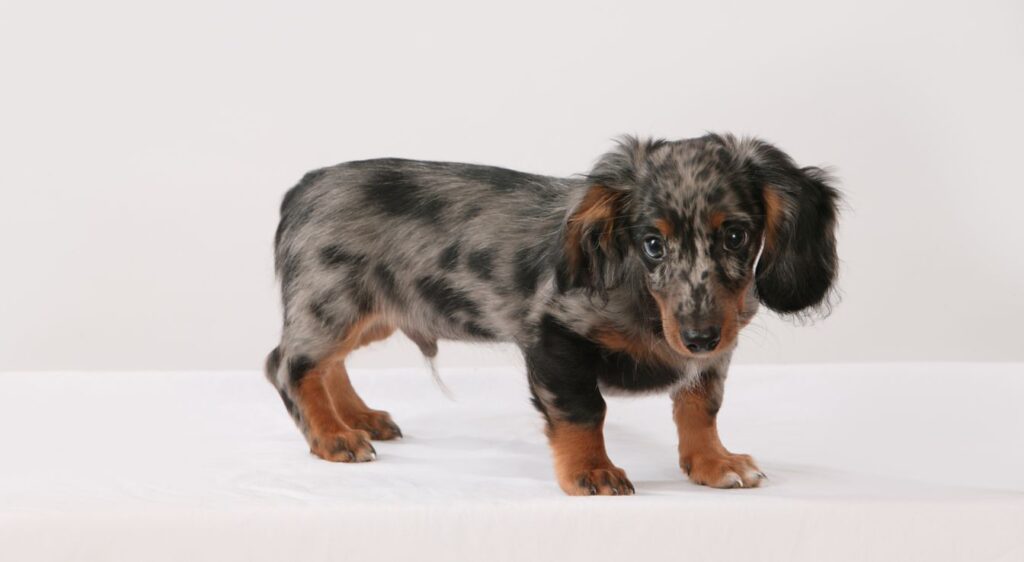 Teckel arlequin chiot