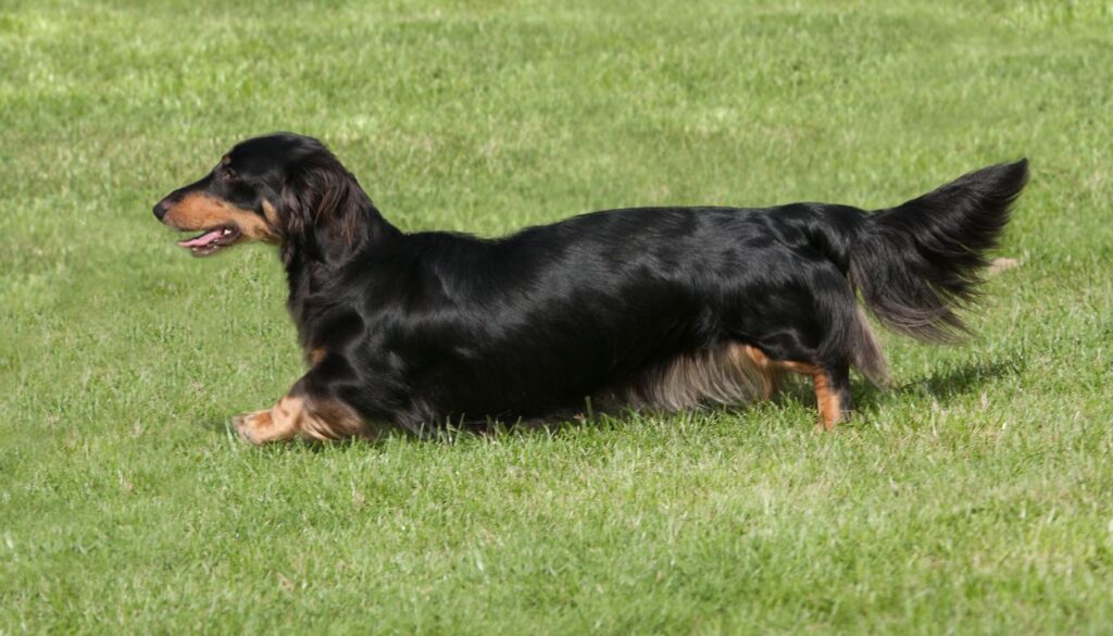 Teckel nain poil long