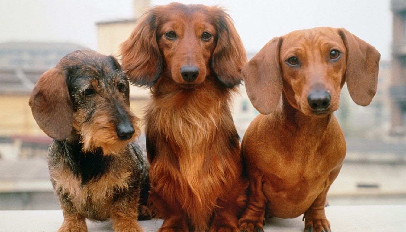 Teckel : tout savoir sur ce chien au caractère bien trempé