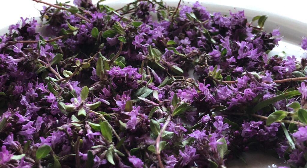 Thym serpolet rouge en cuisine