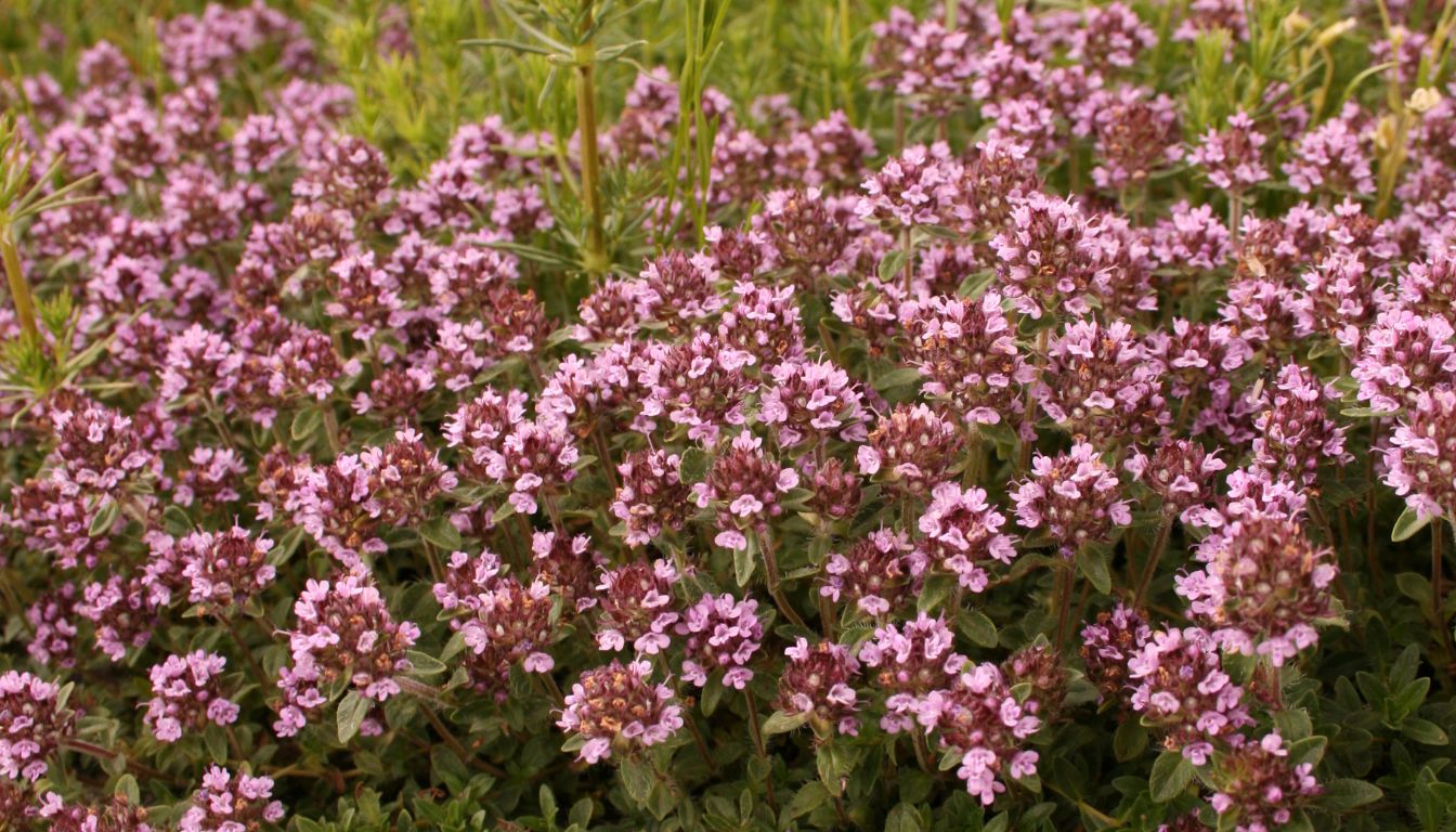 thym serpolet rouge