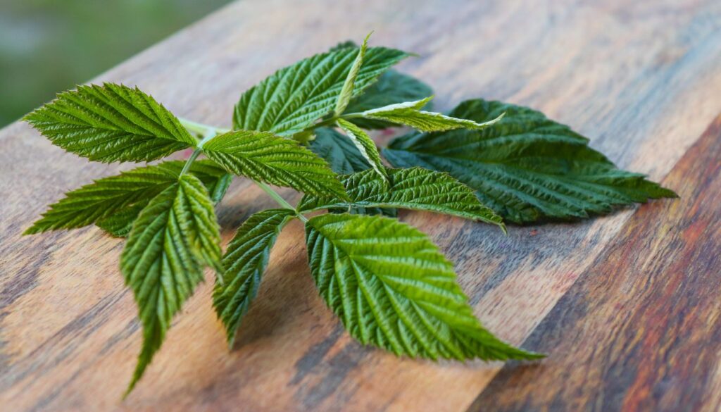 Feuilles fraîches pour la tisane de feuilles de framboisier