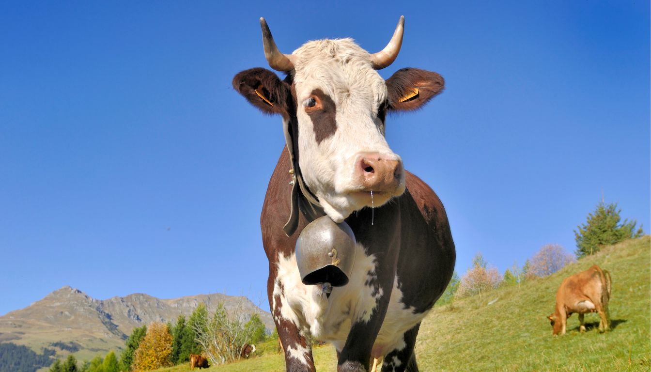 Vache Abondance
