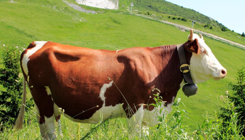 vache Abondance Vache Abondance : un lait idéal pour la production de fromage