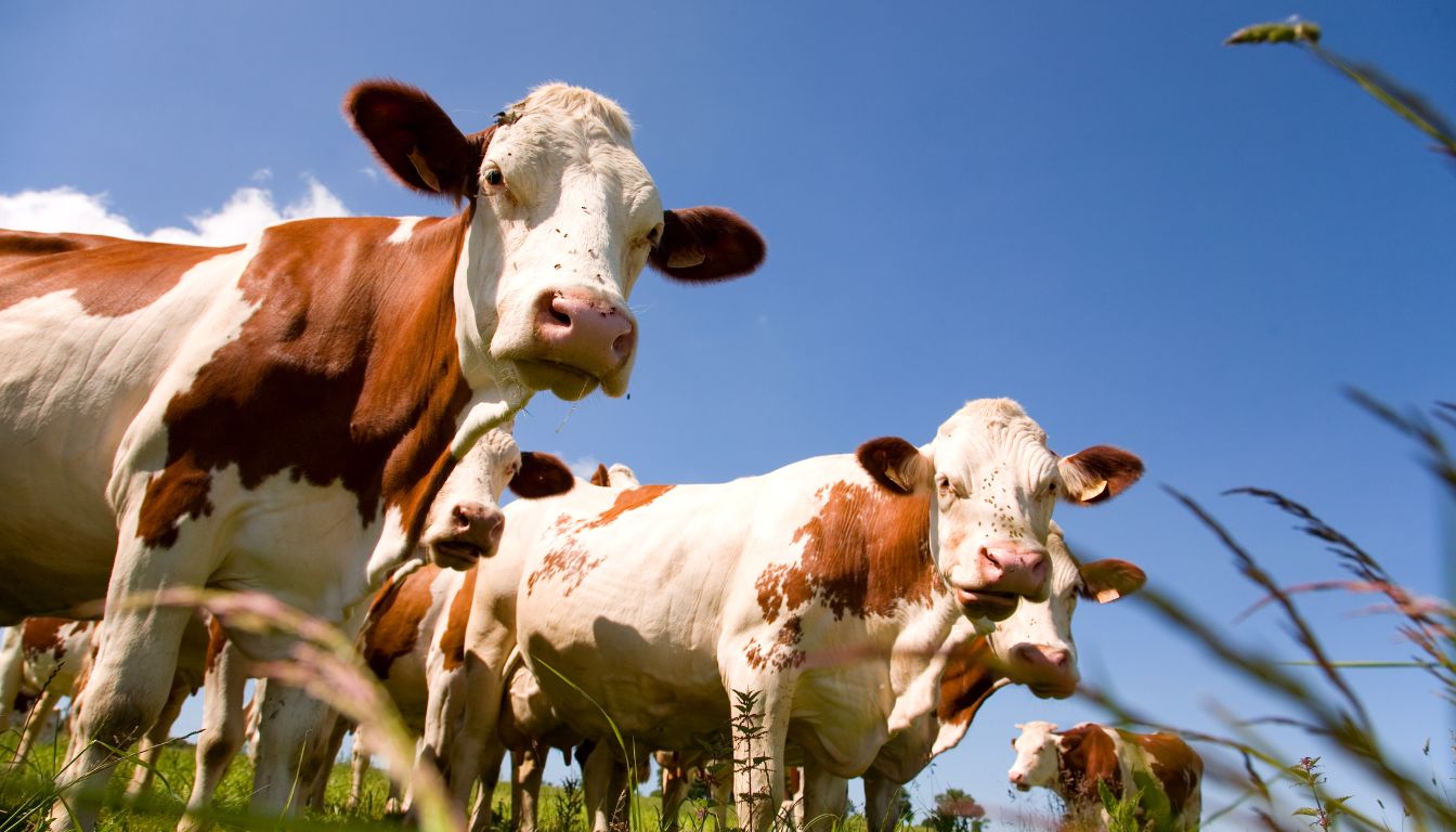 Vache Montbéliarde