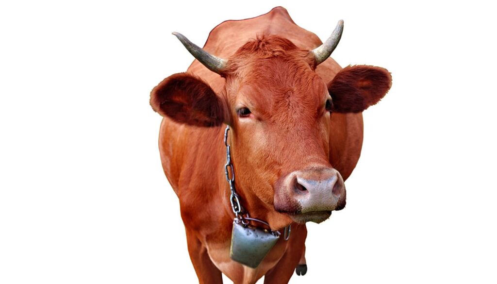 Caractéristiques de la Vache Tarine