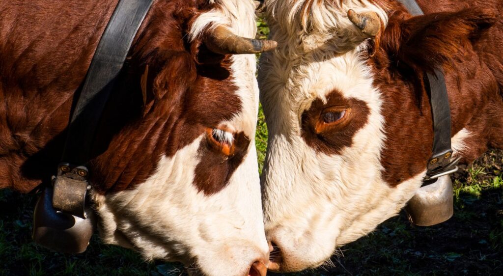 vache Abondance Vaches Abondance