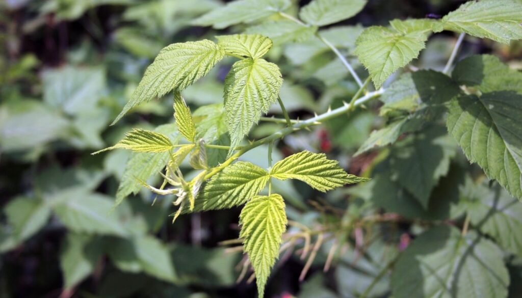 Variétés de framboisier