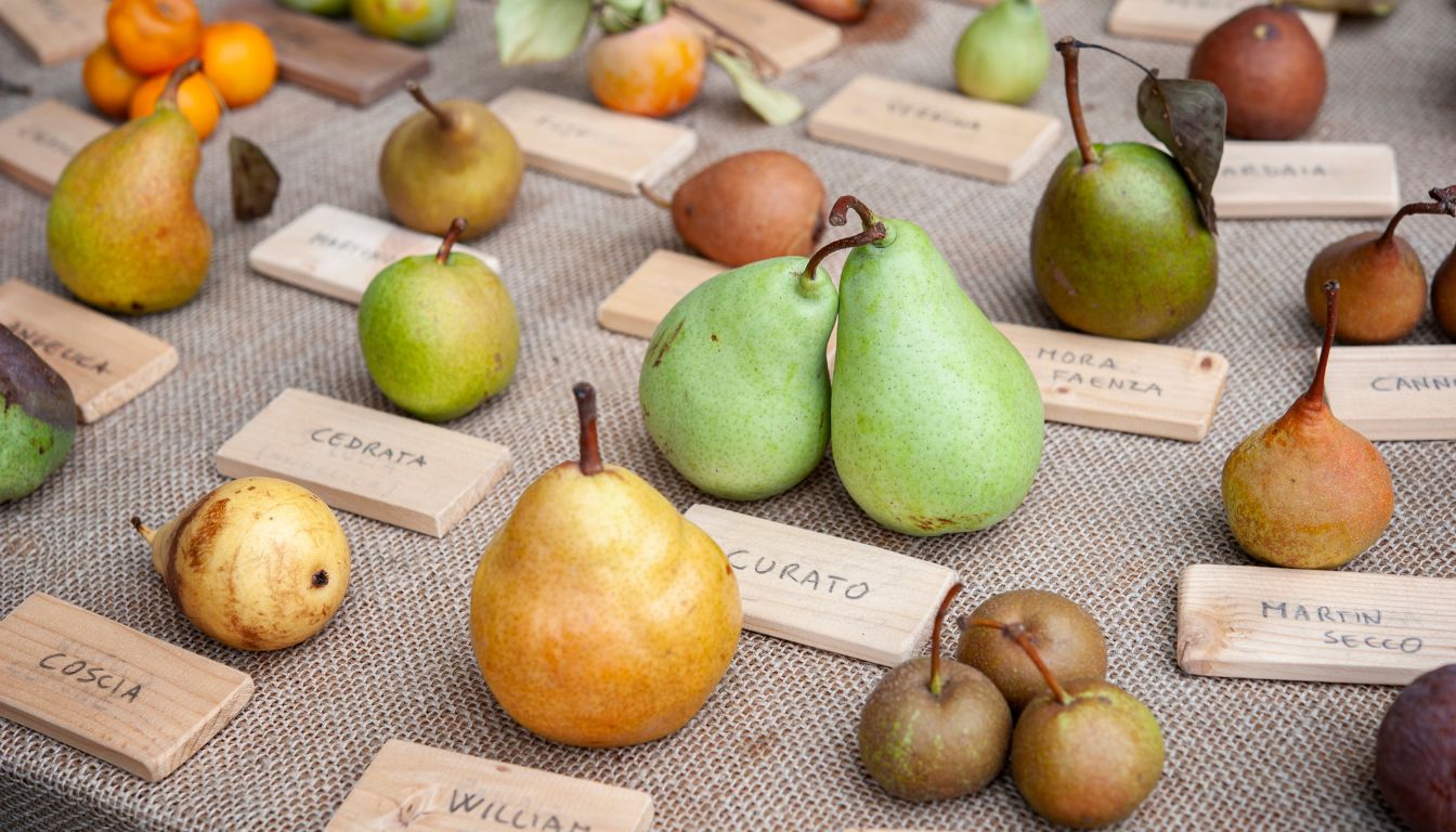 Variétés de poires