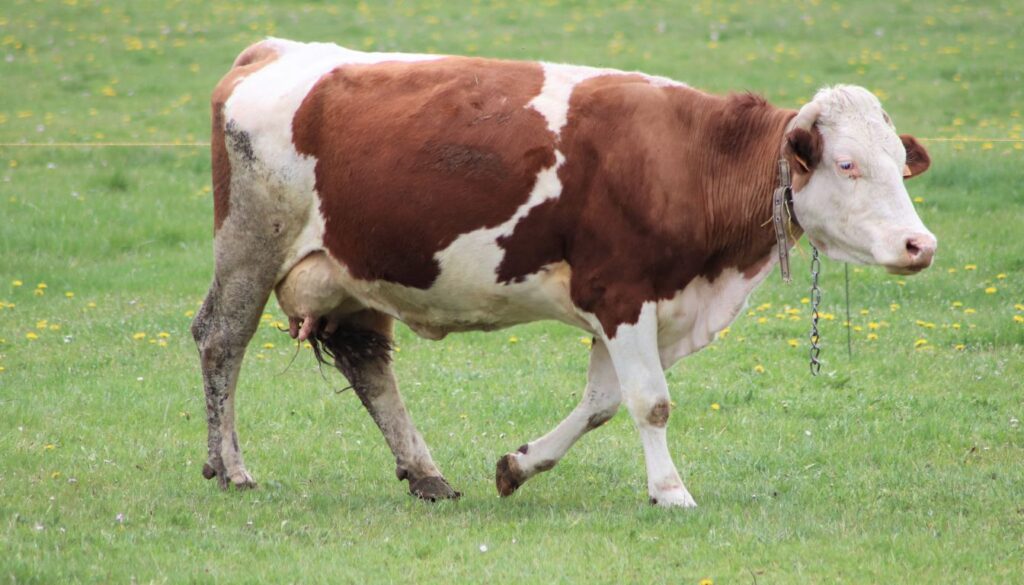 Origine de la vache montbéliarde