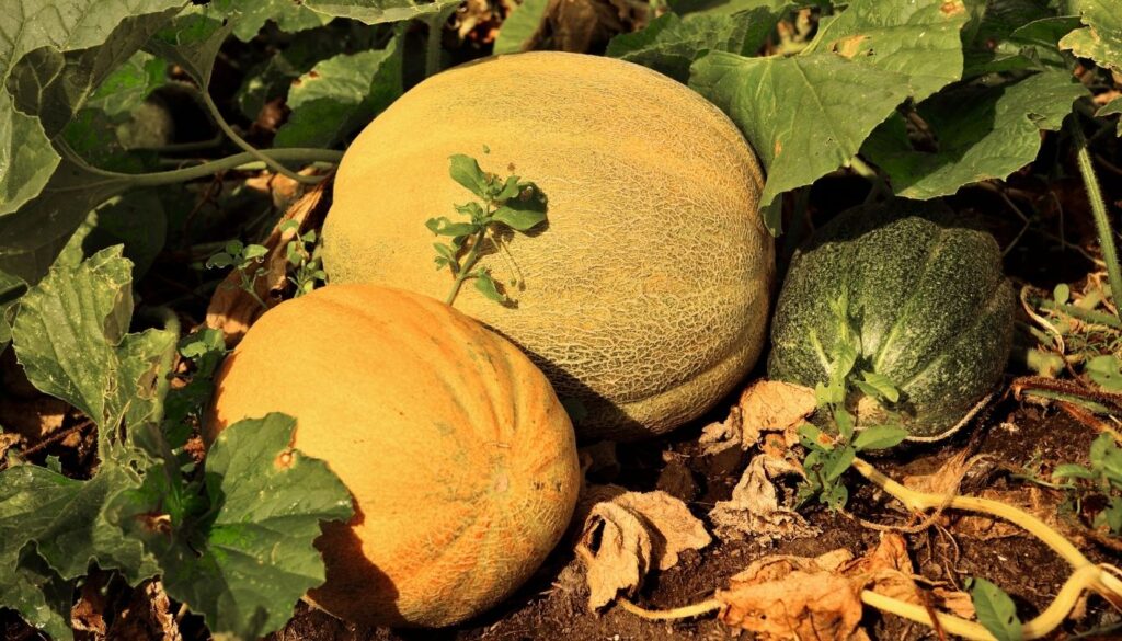 zones de production melon charentais variétés