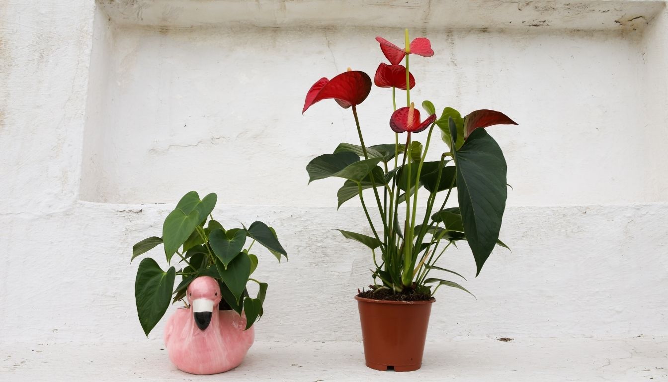 Anthurium