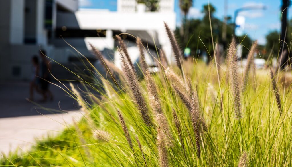 Herbe de la pampa interdiction