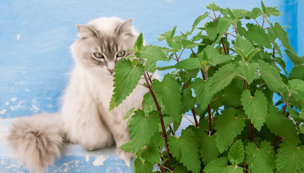 herbe à chat effet