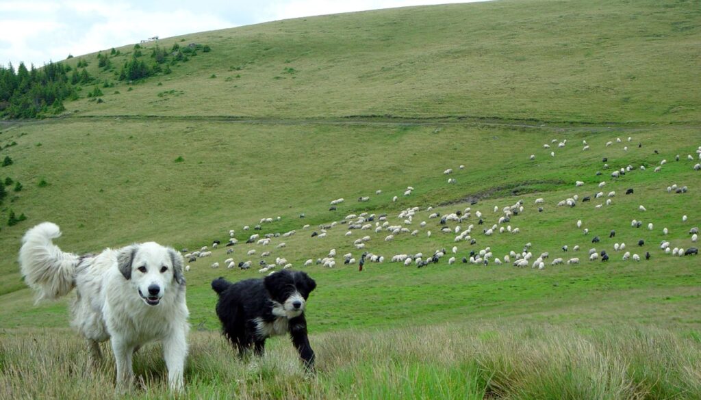 Chien de berger noir et blanc