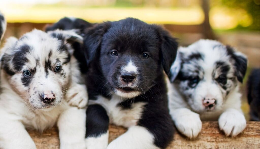 Border Collie Chiot​
