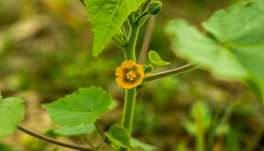 Physalis plante