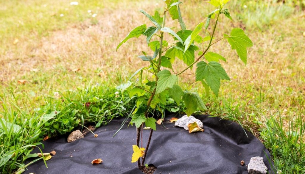 Planter un cassissier