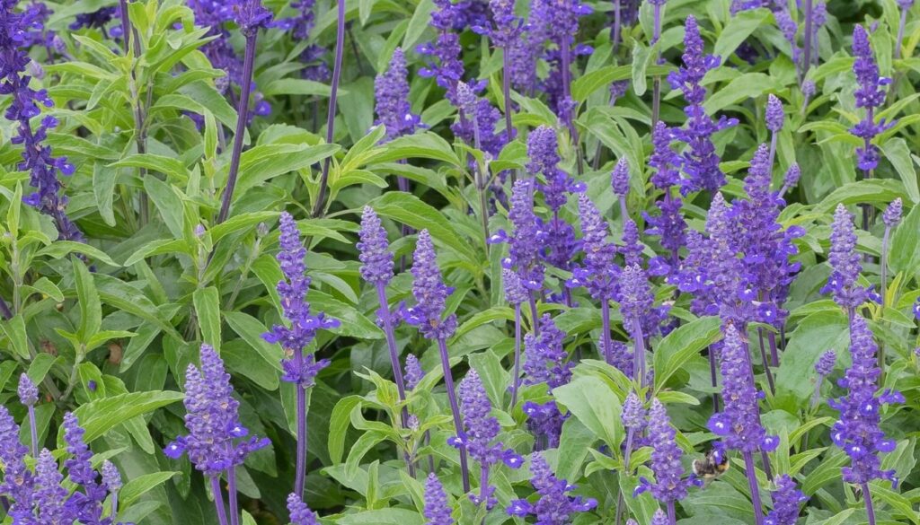Agastache foeniculum