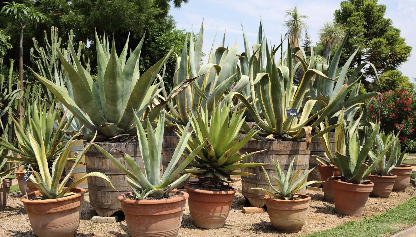 Agave
