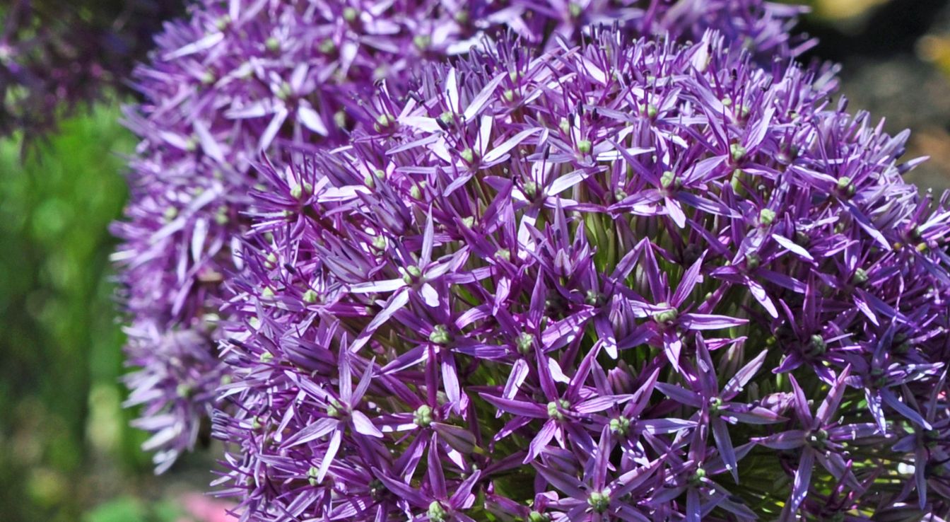 Ail d’ornement fleur