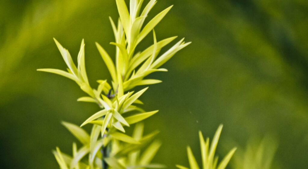 Arbre à thé feulle