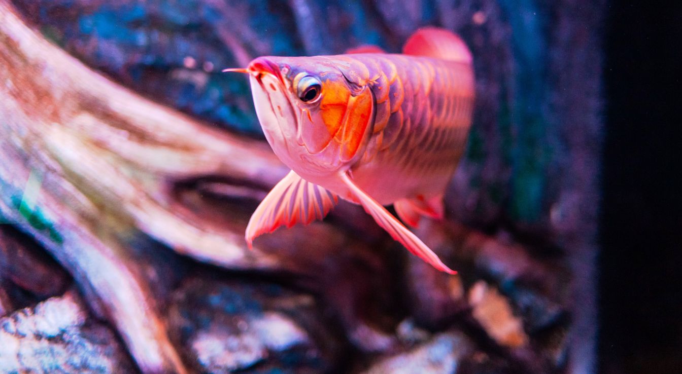 arowana