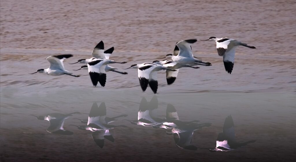 Avocette