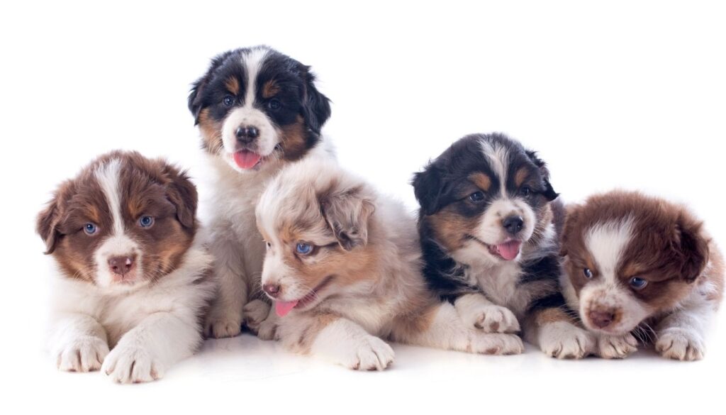 Berger australien chiot