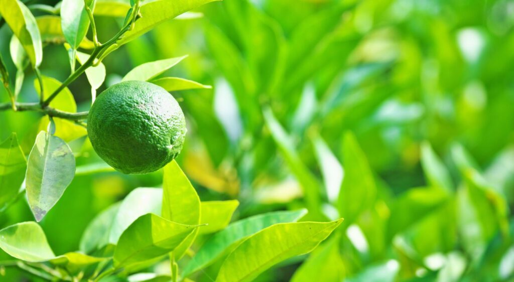 cultiver le bigaradier