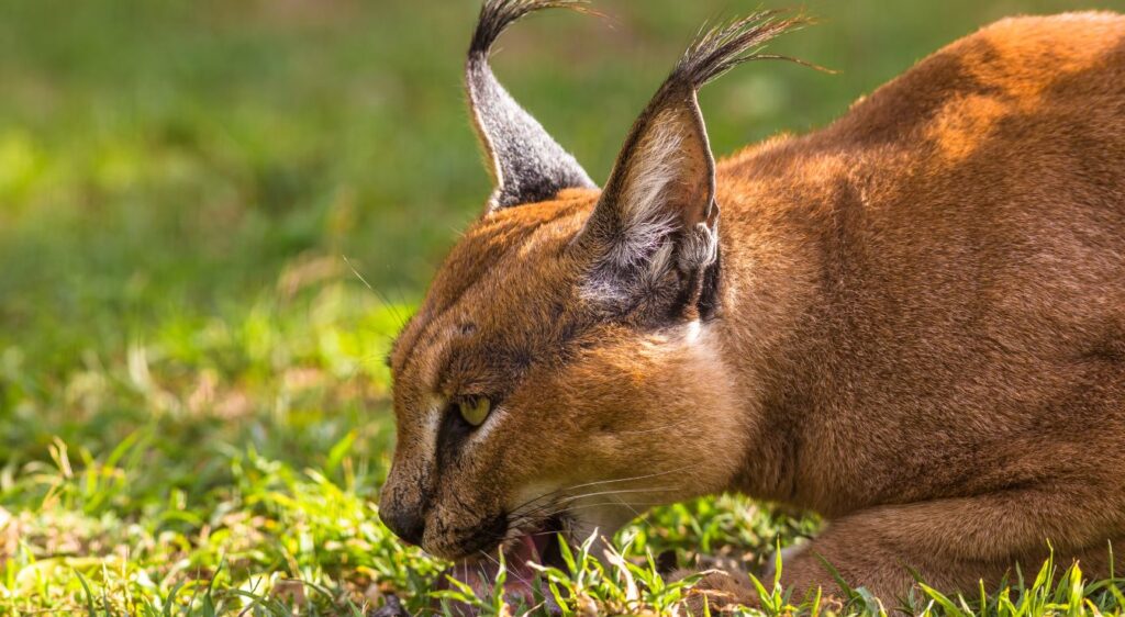 Caracal