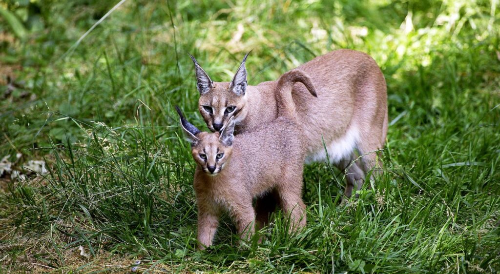 Caracal