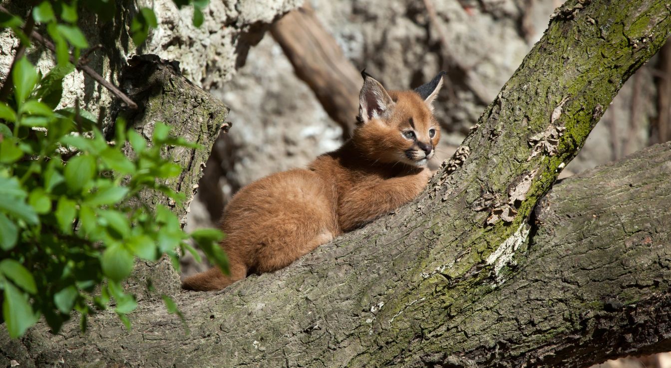Caracal