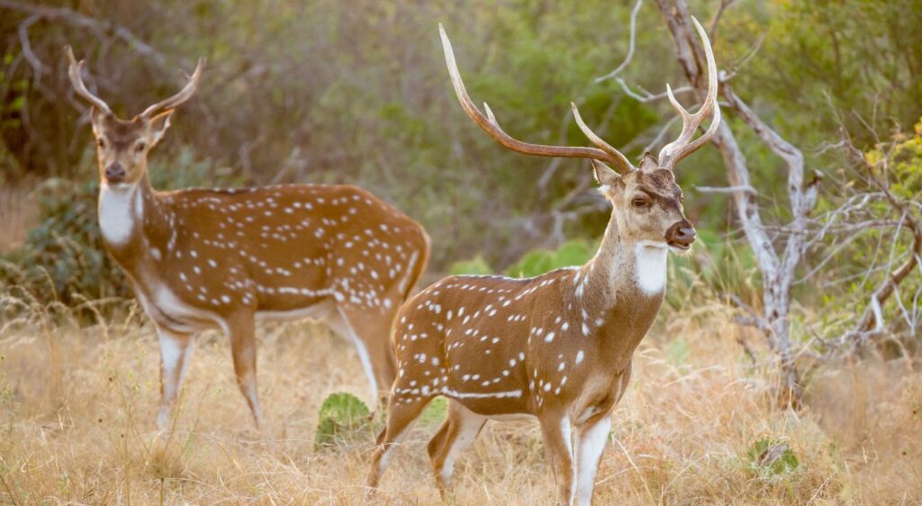 Cerf Axis
