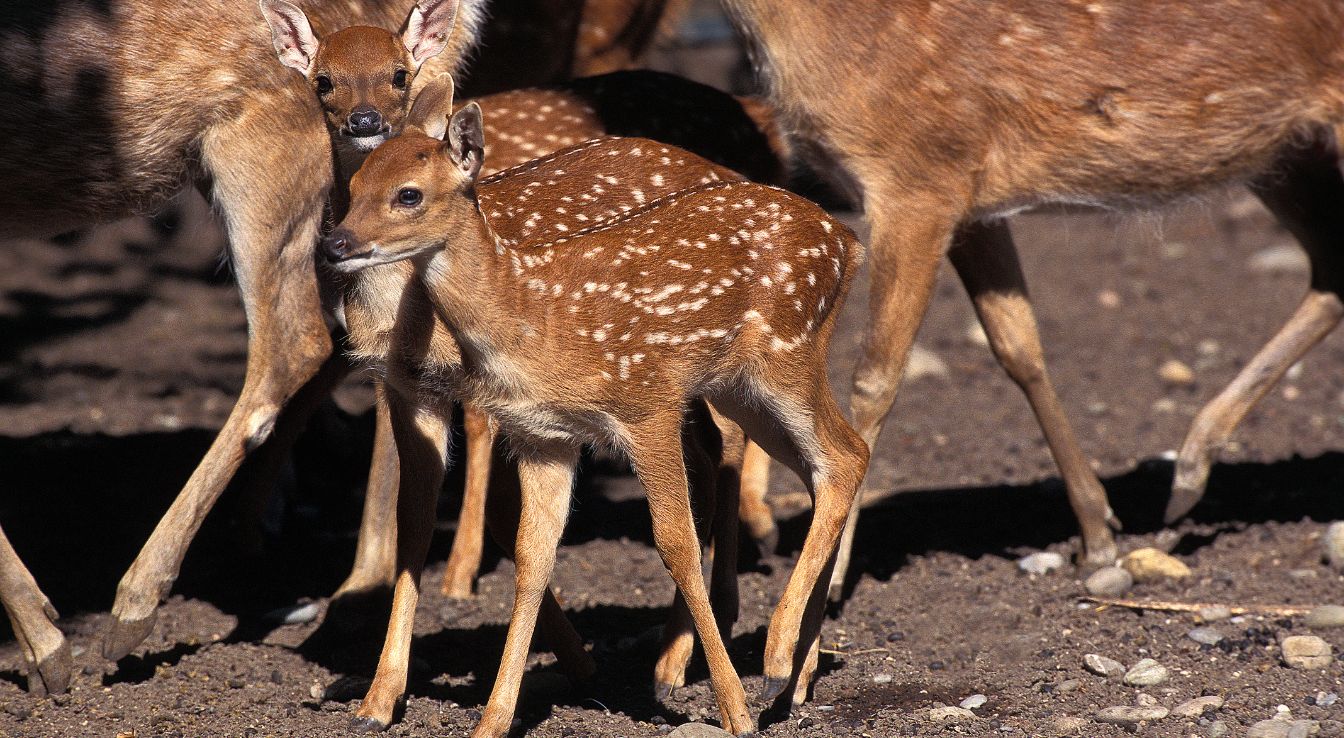 Cerf Axis