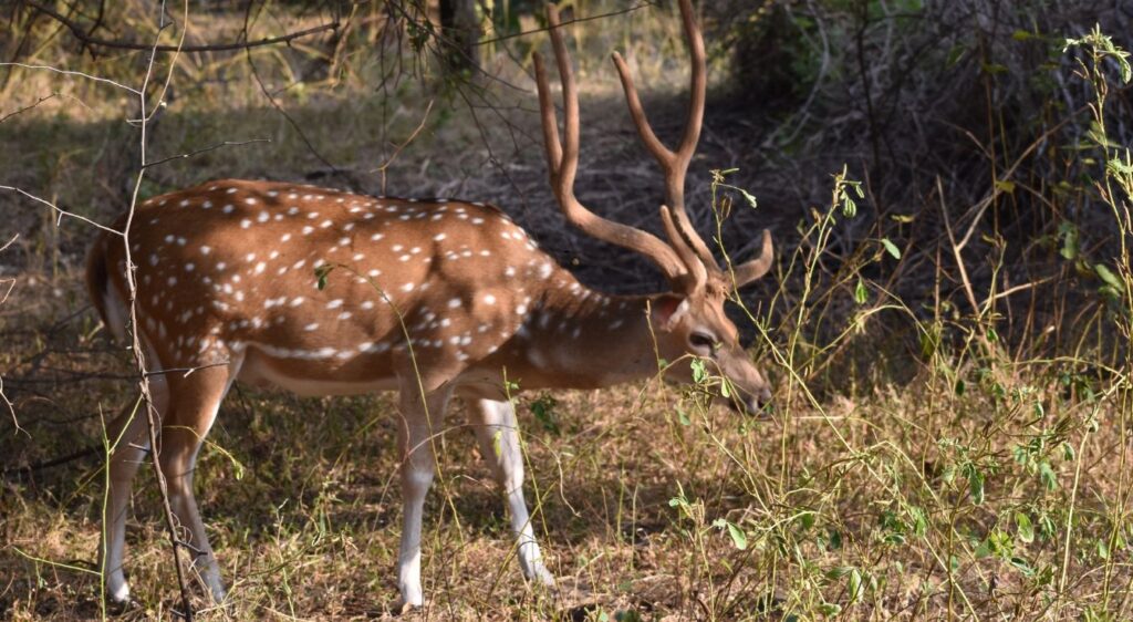 Cerf Axis