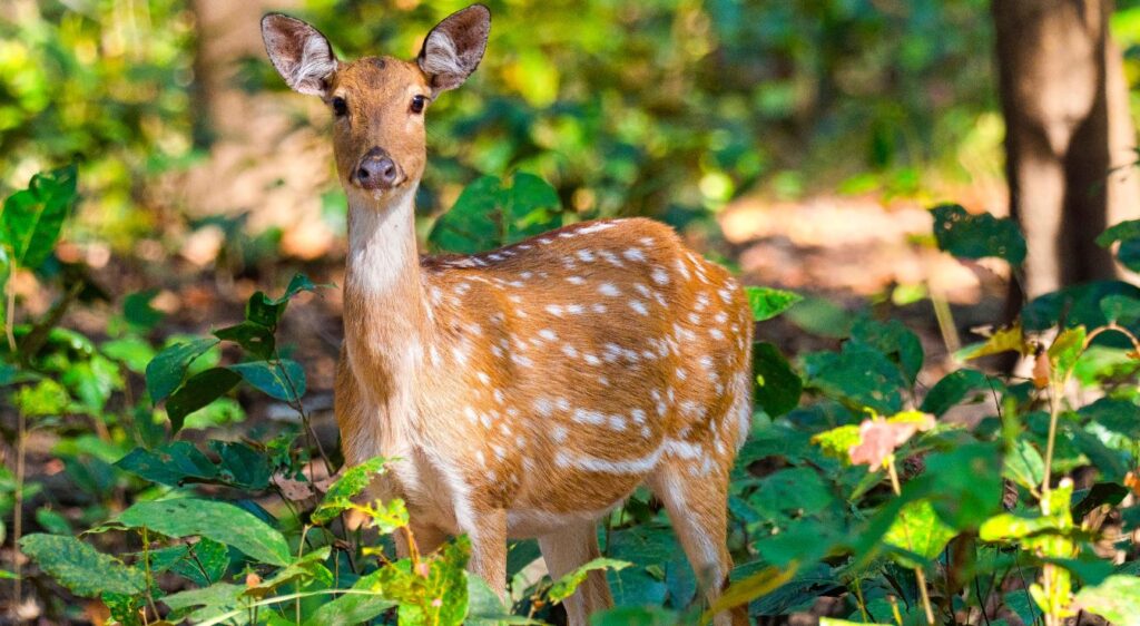 Cerf Axis