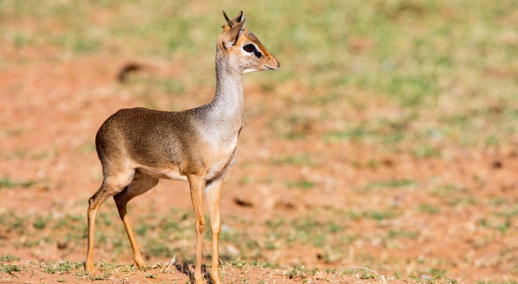Dik-dik
