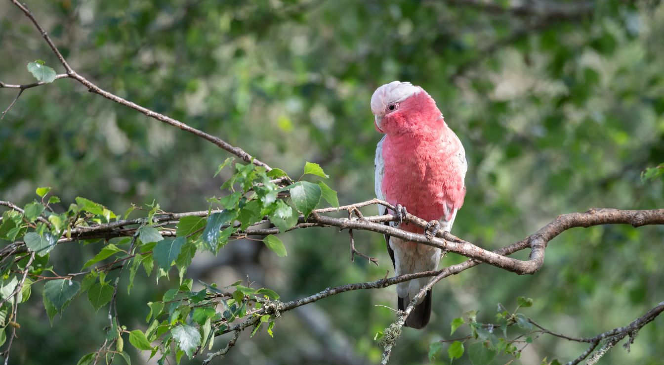 Galah